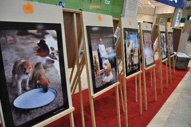 Barınak Gönüllülerden Fotoğraf Sergisi