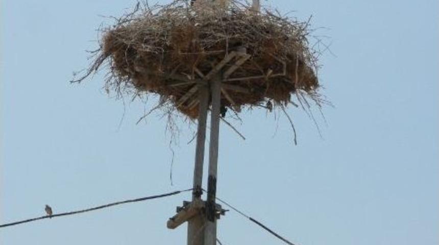 Leylekleri Koruma Seferberliği Başladı