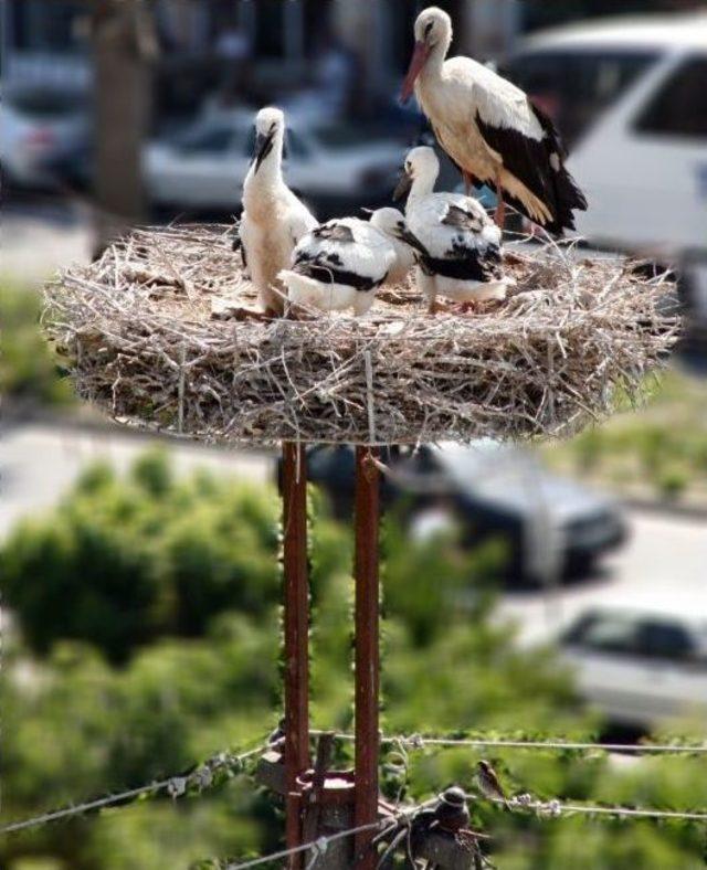 Leylekleri Koruma Seferberliği Başladı