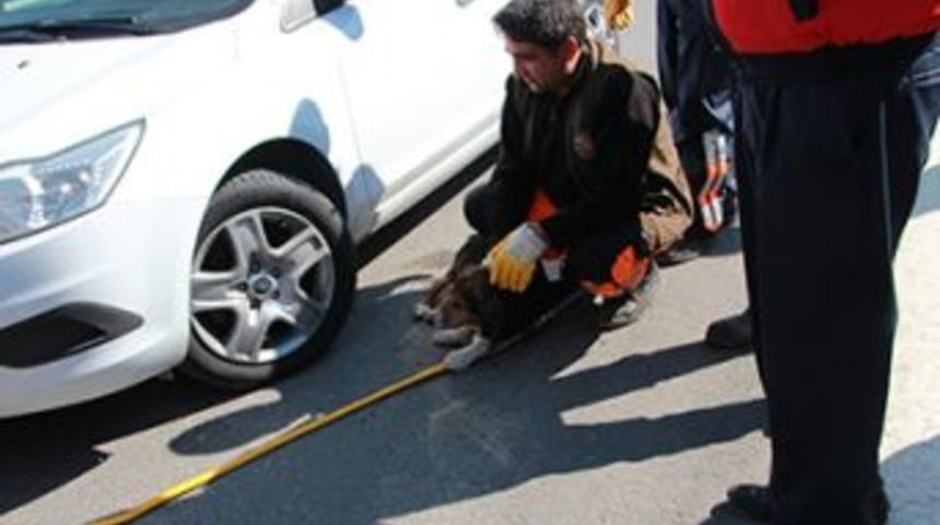 Mucizevi k&ouml;pek &ouml;lmedi