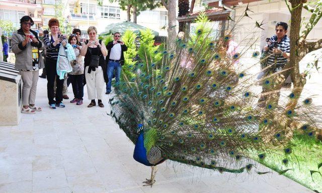 Alanya Müzesi'nin Bahçesinde Tavus Kuşlarından Turistlere Özel Gösteri