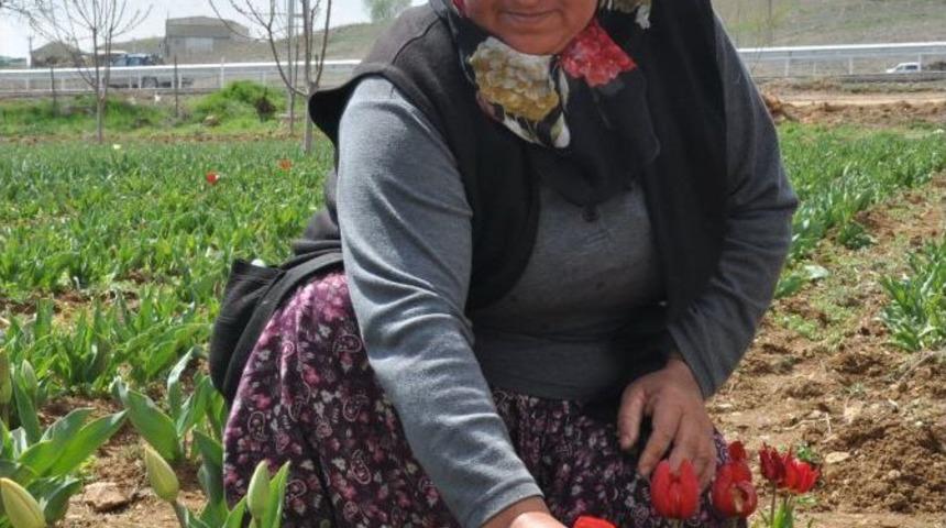 Ankara Sokaklarını Sincan&rsquo;ın Laleleri S&uuml;sleyecek