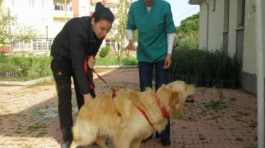 Ayvalık&rsquo;ta K&ouml;pekler Aşılandı
