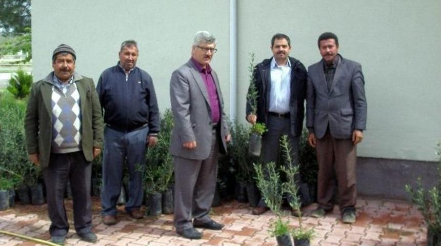 Ayvalık'ta &Ccedil;ift&ccedil;iye Zeytin Fidanı