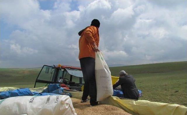 Yerköy’de Tohumla İşlemi Tamamlandı