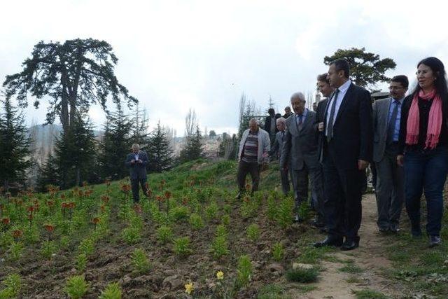 Vali Demir Ters Lale Yetiştiren Hayrettin Köyü’ne Ziyaret Etti