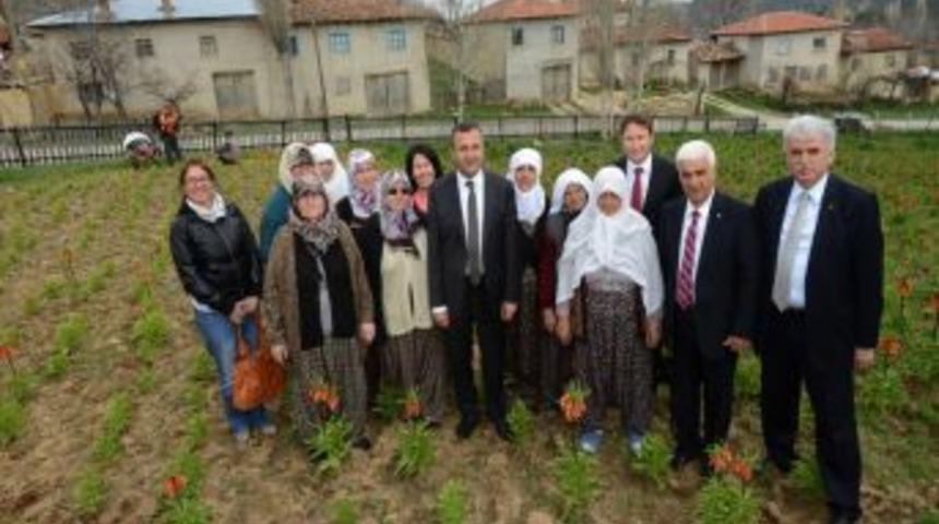 Ters Lale Ekonomiye Kazandırılacak