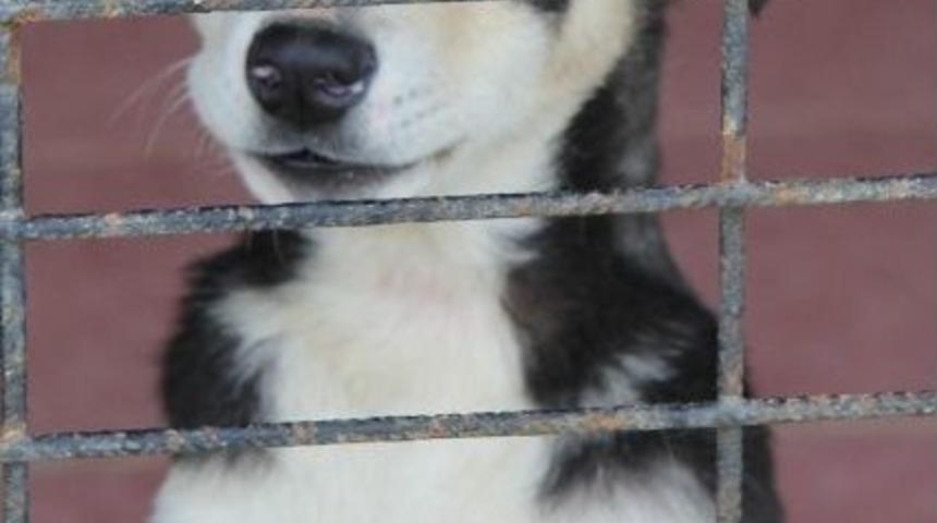 Başkan &Ccedil;ağlayan: &ldquo;sokak Hayvanları Sahiplenmeyi Bekliyor&rdquo;