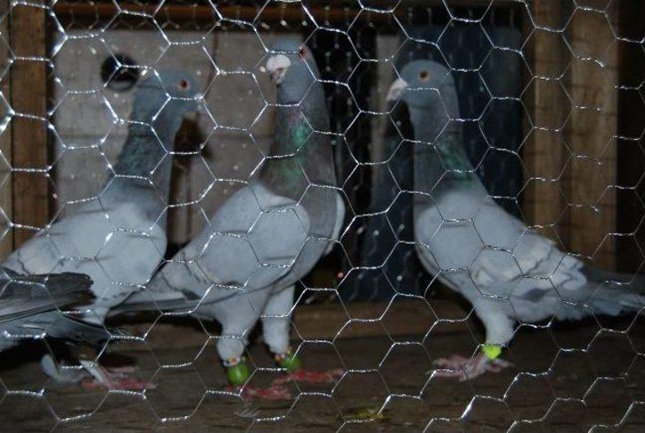 Şanlıurfa'da Güvercin Güzellik Yarışması G1