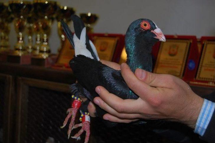 Şanlıurfa'da Güvercin Güzellik Yarışması G5