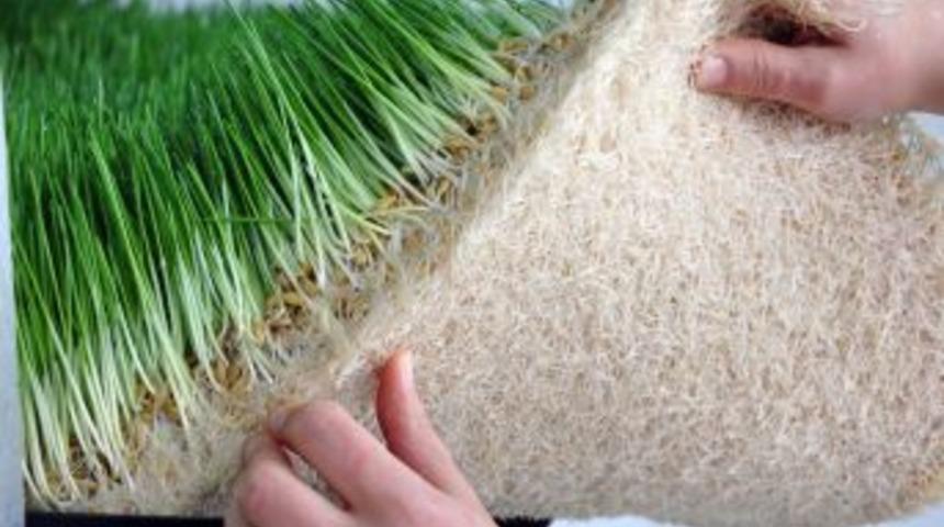 1 Kilogram Arpadan 9 Kilogram Taze Yeşil Yem Üreten Sistem Türkiye'de