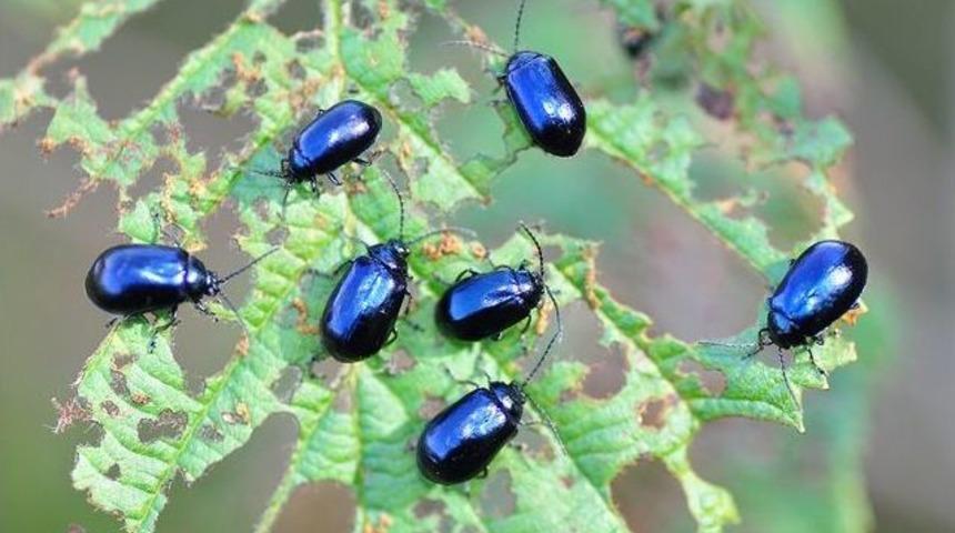 Rize'nin &Ccedil;ayeli İl&ccedil;esinde Sahili İstila Eden B&ouml;ceğin T&uuml;r&uuml; Belirlendi