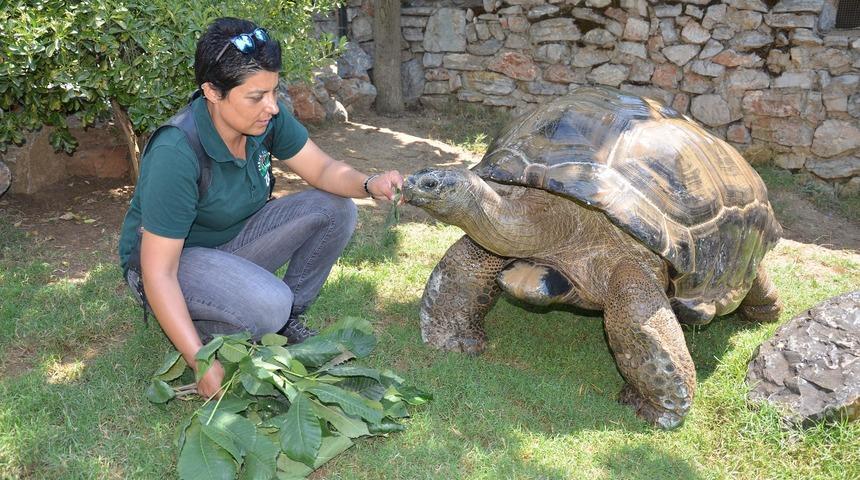 Kaplumbağa 'Tuki' d&uuml;nya şampiyonu bildi