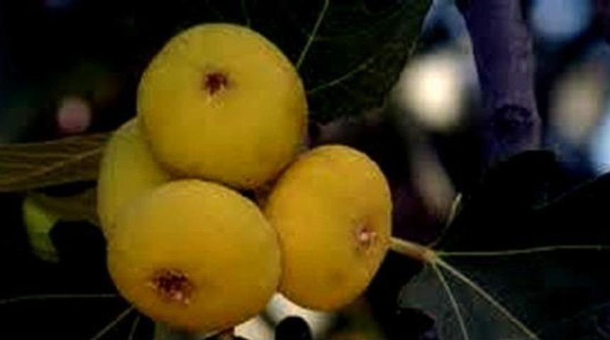 Buharkent İncir &Uuml;reticileri Birliği Kuruluyor