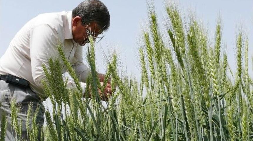 Nisan Yağmurları Çiftçinin Yüzünü Güldürdü