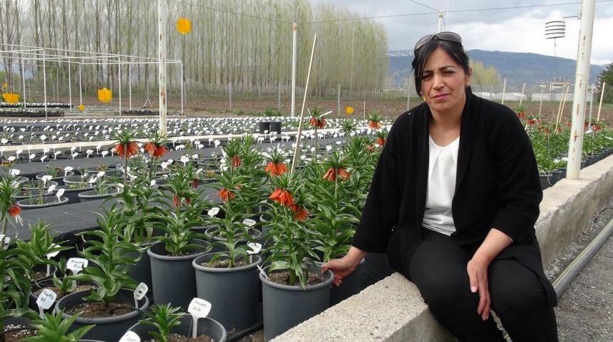 Ters Lale T&uuml;rleri Erzincan&rsquo;da Islah Ediliyor