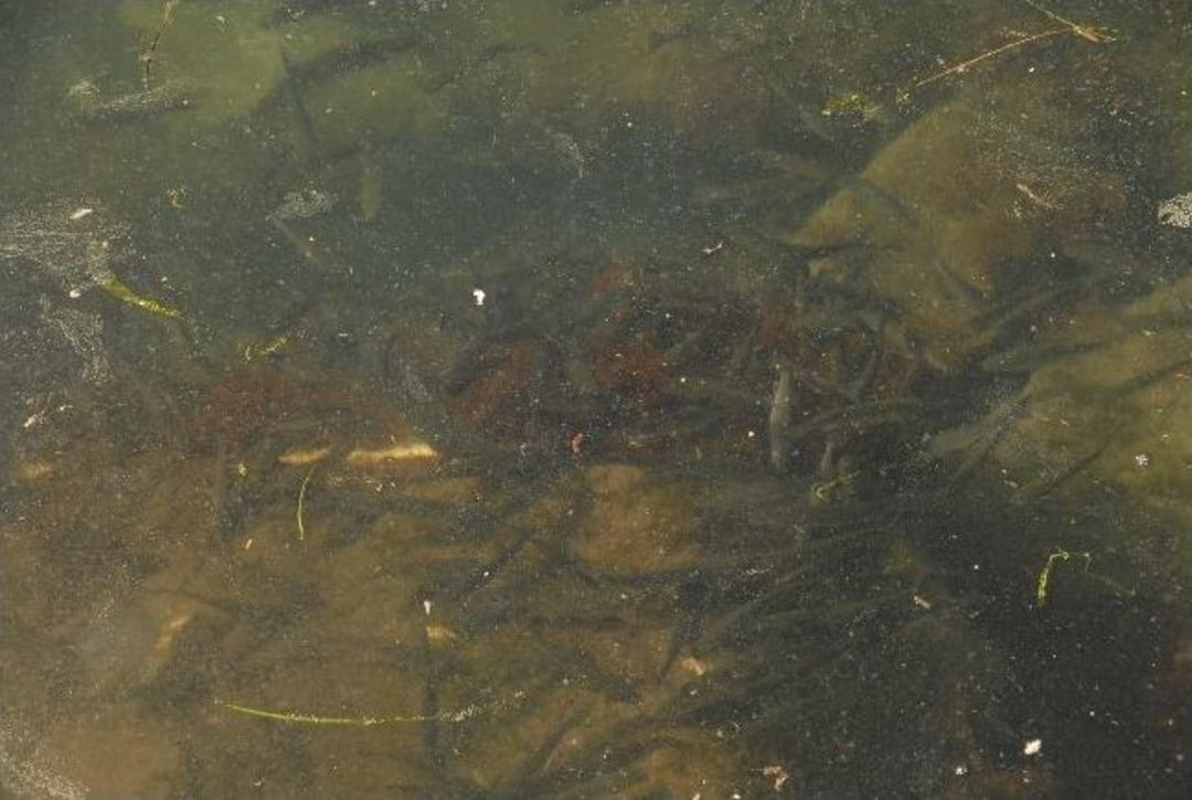 &Ccedil;anakkale Boğazı'ndaki Kirlilik İsyan Ettirdi