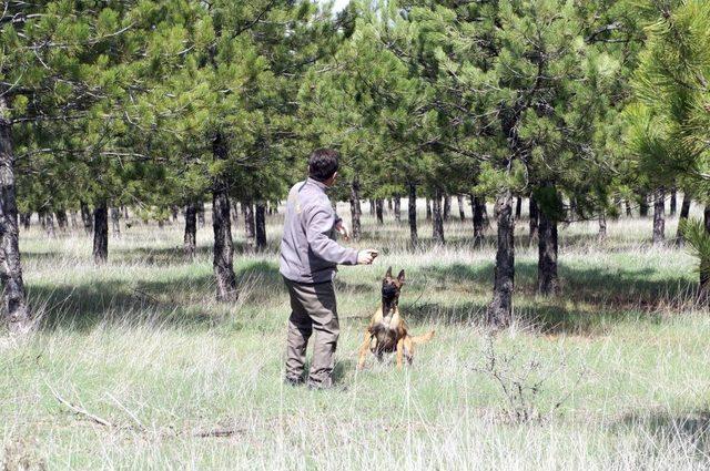 İnsan Kokusuna Duyarlı 'İz Takip Köpekleri' Geliyor