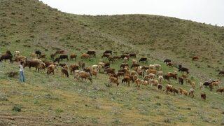 Bingöl’de Hayvancılık Geriledi