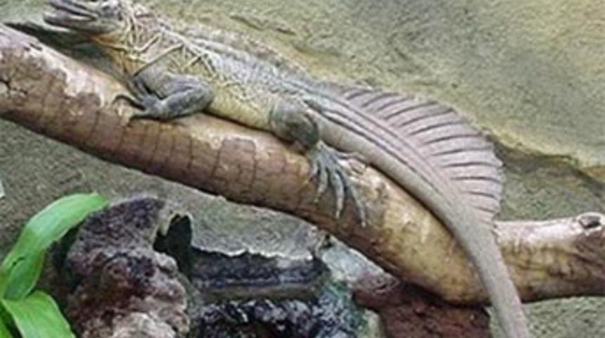 Onları son kez görüyor olabilirsiniz!