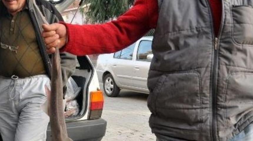 K&ouml;yceğiz A&ccedil;ıklarında K&ouml;pekbalığı Yakalandı