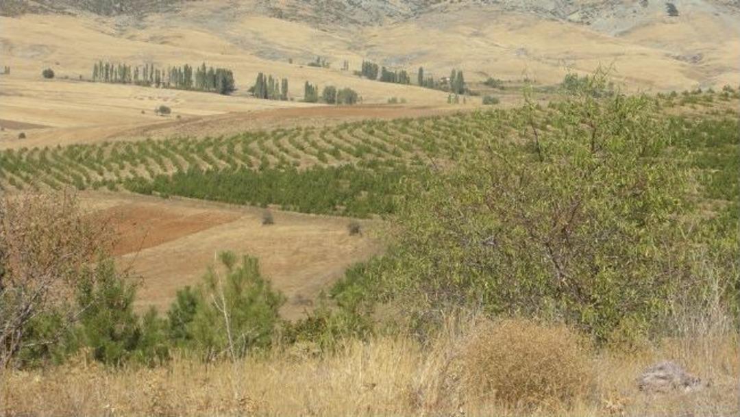 Yaban Hayatı İ&ccedil;in 2,5 Milyon Meyve Fidanı Dikildi