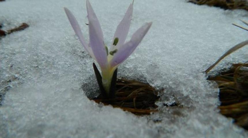 Posof'ta Kar Yağışı
