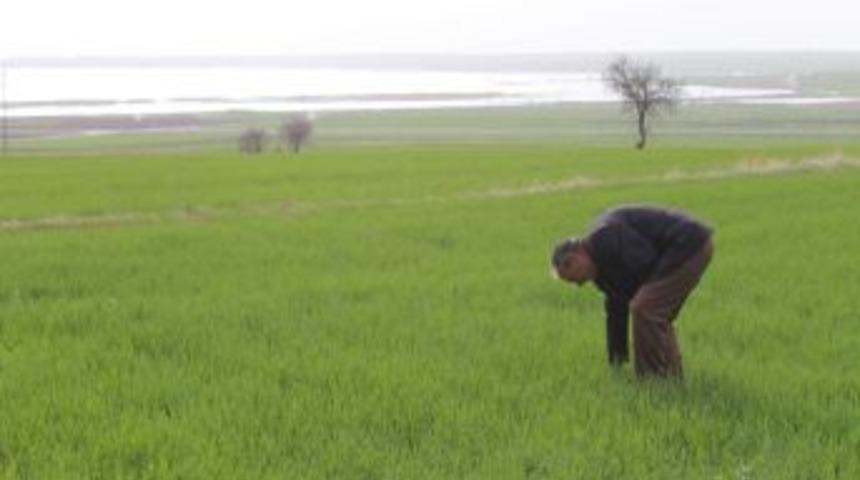 Beyşehir G&ouml;l&uuml; Kıyısındaki &Uuml;r&uuml;nler Zarar G&ouml;rd&uuml;