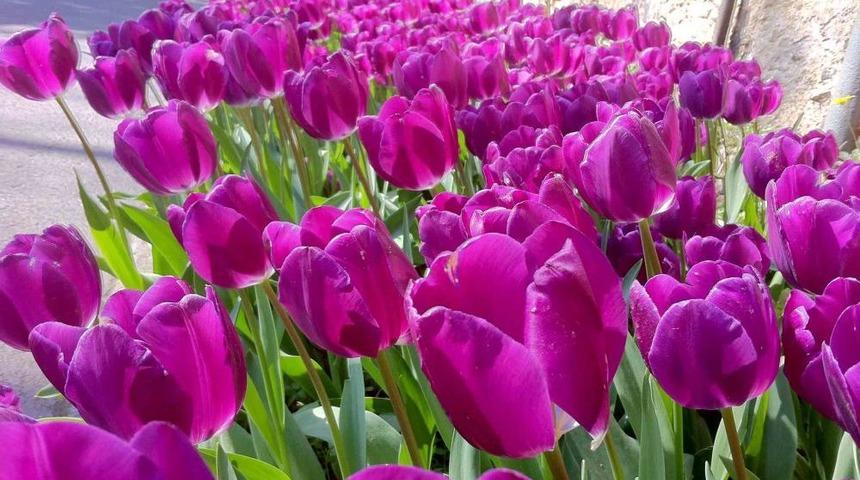 İstanbul'da Bahar Renkliliği