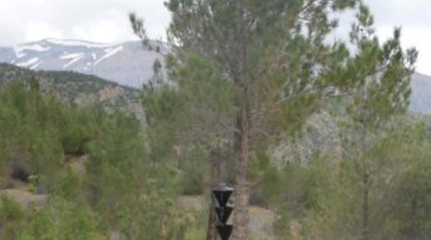 Ormana Zarar Veren B&ouml;ceklere Tuzak