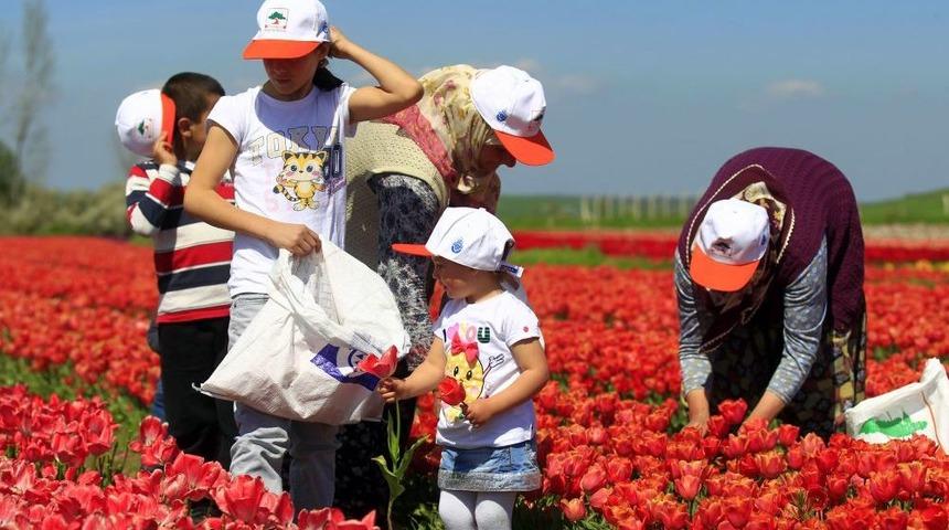İstanbul&rsquo;un Lalelerini Seymenliler Yetiştiriyor