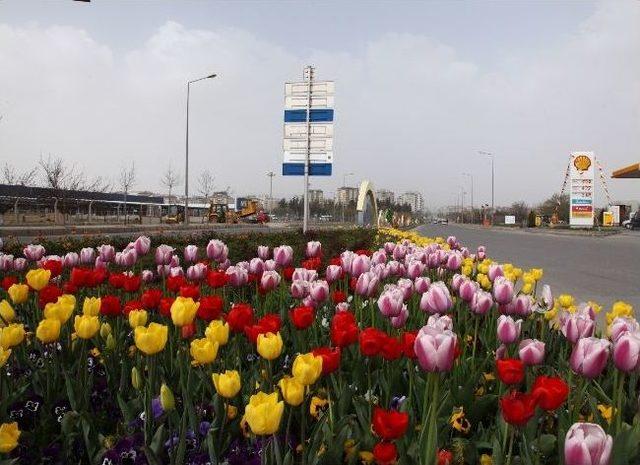 Gaziantep Dev Bir Botanik Bahçesi Gibi