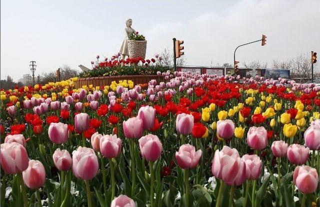 Gaziantep Dev Bir Botanik Bahçesi Gibi