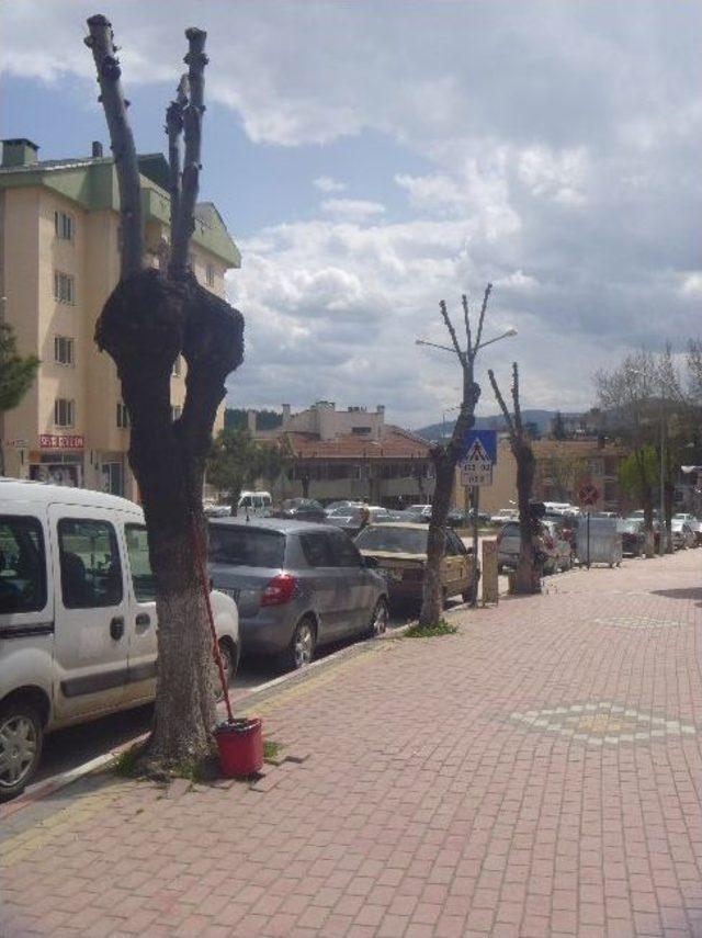 Bilecik'te Sürücüler Park Yasağına Uymuyor