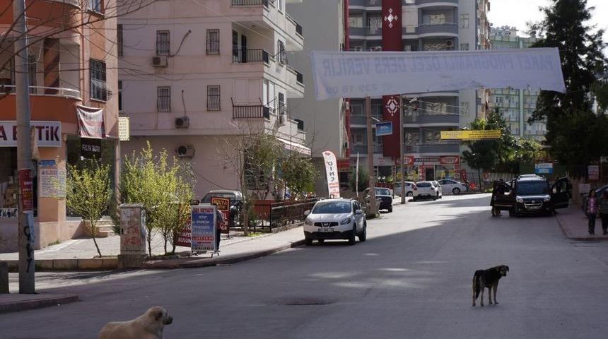 Adana'da Başıboş K&ouml;pek Endişesi