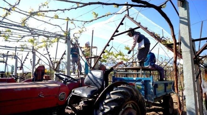 Sarıg&ouml;l&rsquo;de &Uuml;z&uuml;m Bağları &Ouml;rt&uuml;nmeye Başladı