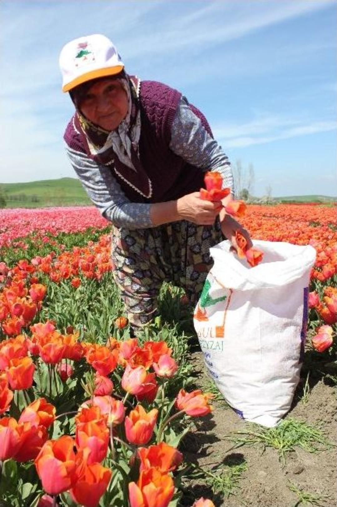 Lale Tarlasında Hasat Zamanı