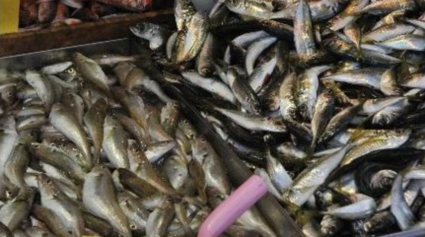 Balık Fiyatları Fırladı