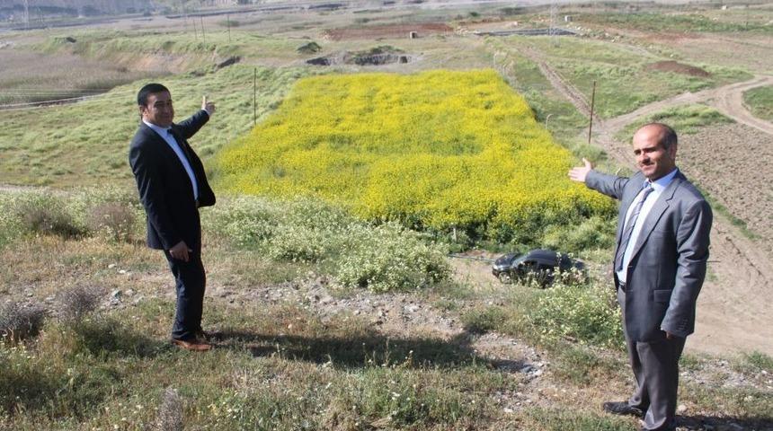Yem Pahalandı, M&uuml;hendisler Yemlik Kolzayı Keşfetti