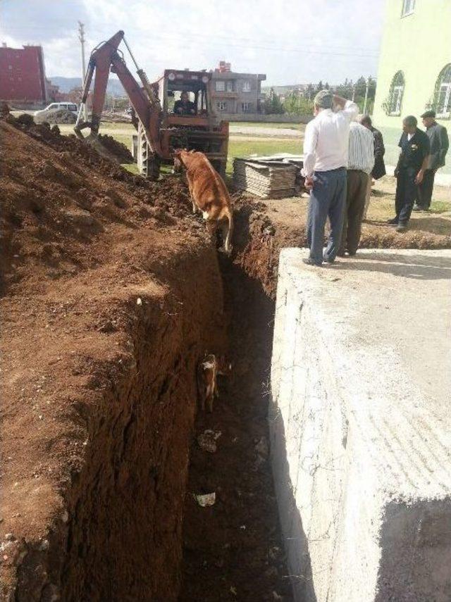 Çukura Düşen İnek Ve Yavrusunu İtfaiye Ekipleri Kurtardı