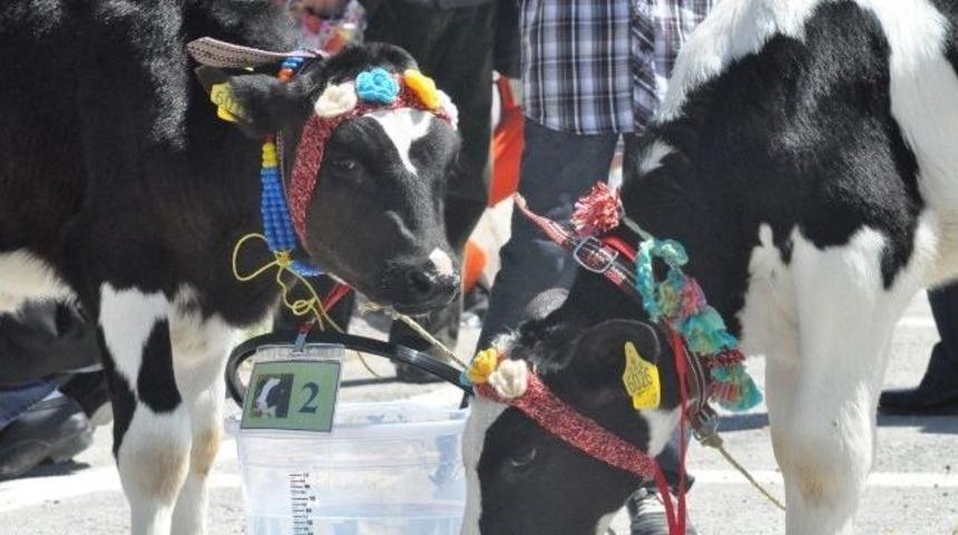 Tarım Teknolojileri Fuarı&rsquo;nda &ldquo;en İyi Buzağı&rdquo; Yarışması