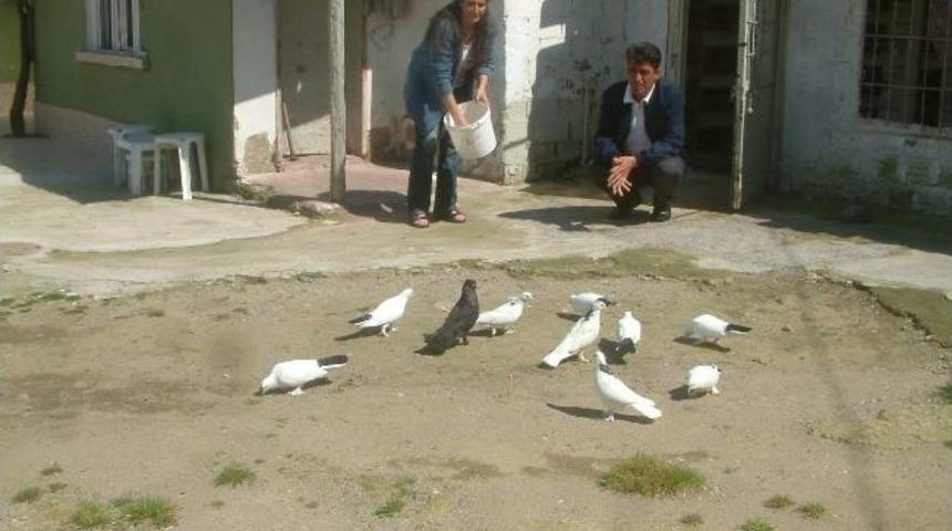 K&ouml;peği Uyutup G&uuml;vercinleri &Ccedil;aldılar