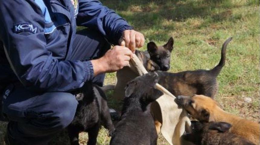 Emniyet, 'vatana, millete faydalı' k&ouml;pek arıyor