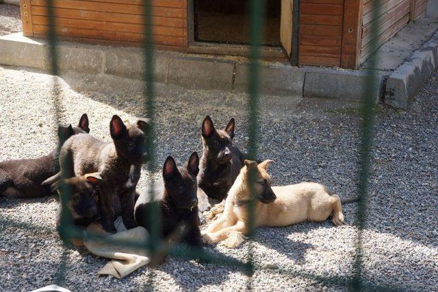 Emniyet, 'vatana, millete faydalı' köpek arıyor