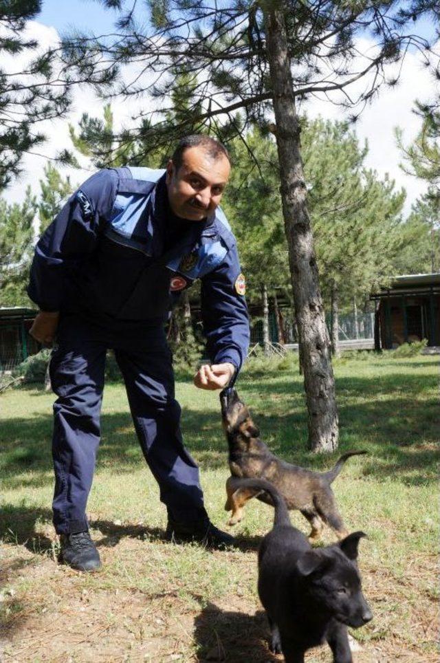 Emniyet, 'vatana, millete faydalı' köpek arıyor