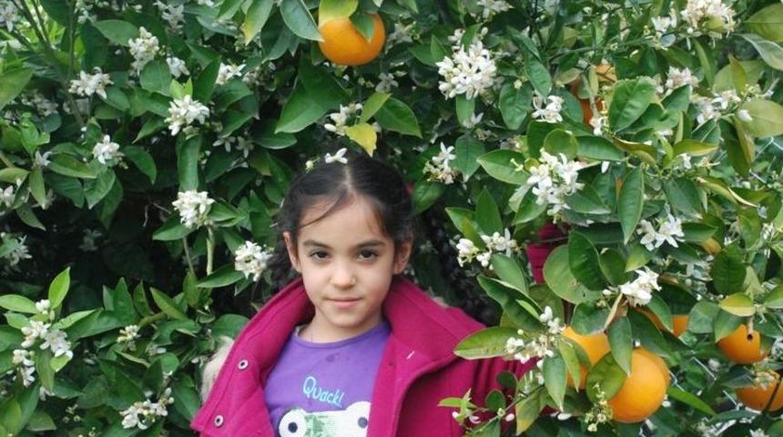 Baharla Gelen Portakal &Ccedil;i&ccedil;ekleri, Kartpostallık G&ouml;r&uuml;nt&uuml;ler Oluşturdu