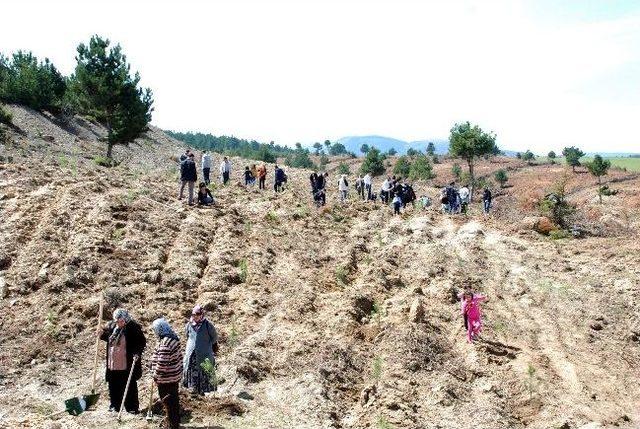 Gazetecilerden Hatıra Ormanı