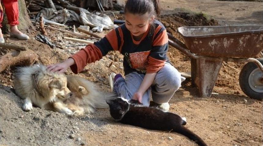 Kedi Ve K&ouml;peğin Dostluğu Şaşırtıyor