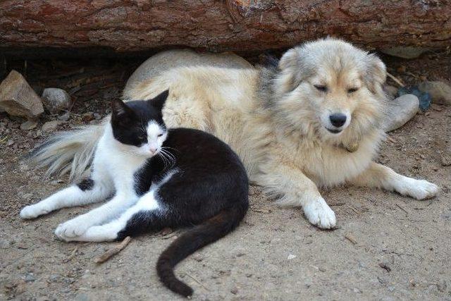 Kedi Ve Köpeğin Dostluğu Şaşırtıyor