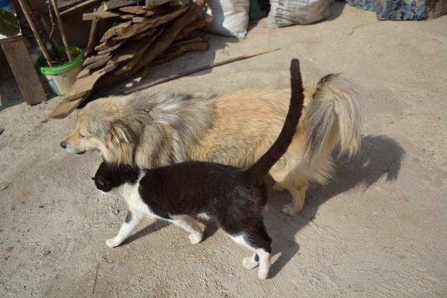 Kedi Ve Köpeğin Dostluğu Şaşırtıyor